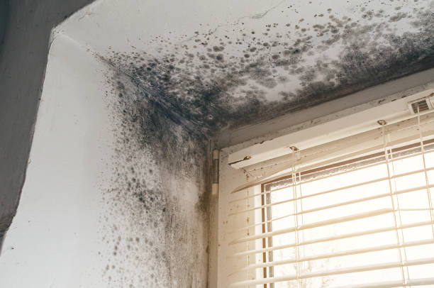 Affordable Mold Removal solutions in Forest Lake, IL